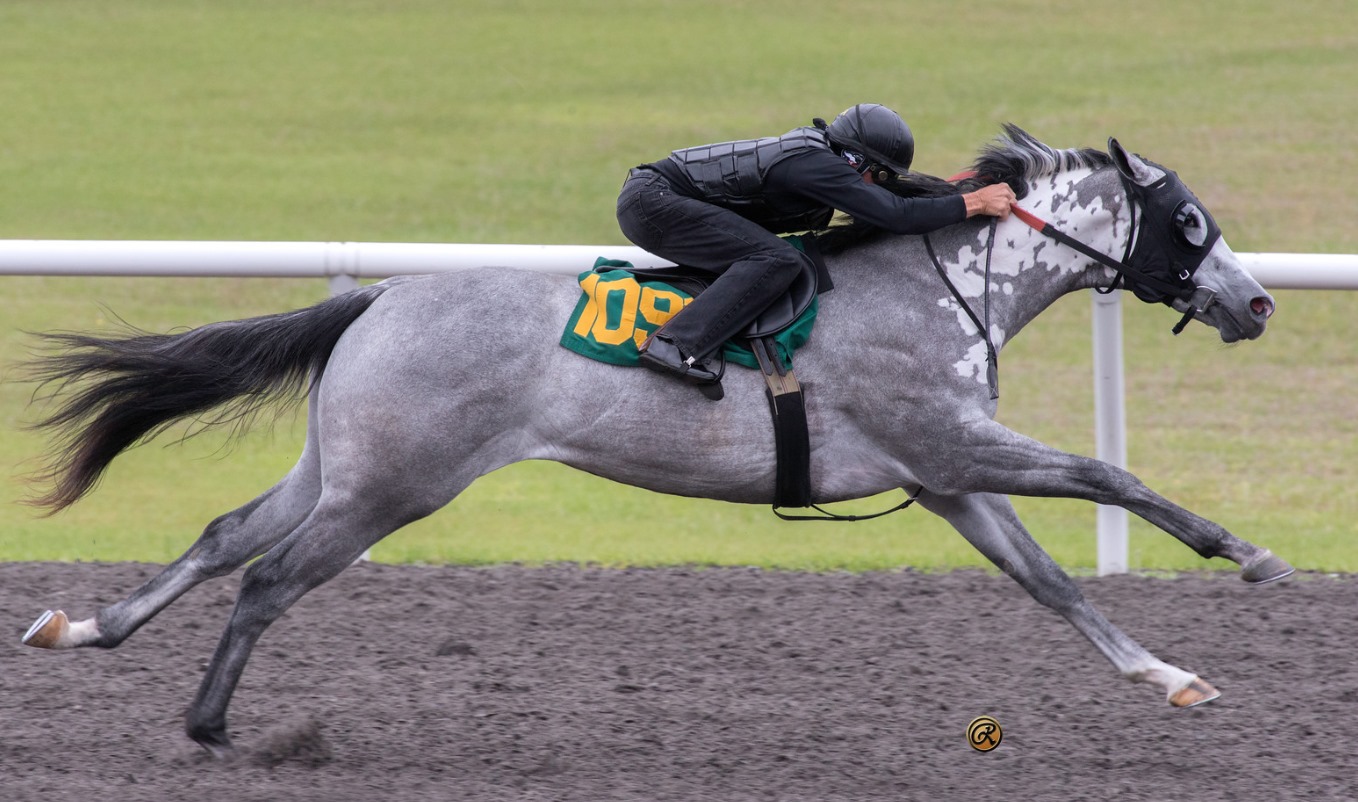 Gray Thoroughbred Brood Mare